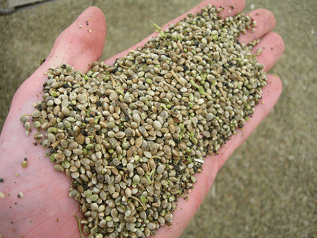 Hemp Seeds Market
